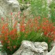 Penstemonas 'Wisley Flame'