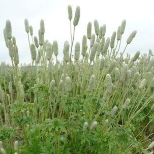 Plukė (Anemone cylindrica)