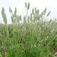 Plukė (Anemone cylindrica)