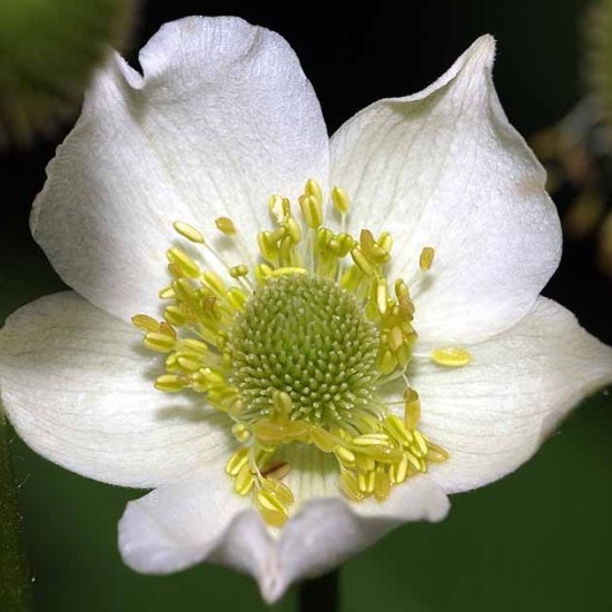 Plukė (Anemone cylindrica)