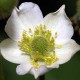 Plukė (Anemone cylindrica)