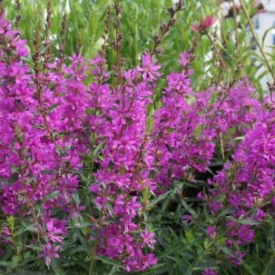 Raudoklė vytelinė ‘Dropmore Purple’