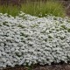 Rudgrūdėlė visžalė 'Alexander's White'