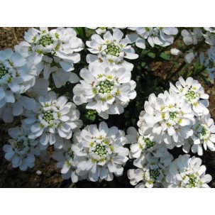 Rudgrūdėlė visžalė 'Alexander's White'