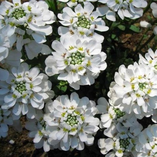 Rudgrūdėlė visžalė 'Alexander's White'