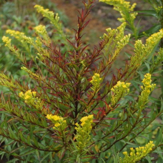 Rykštenė ‘Goldene Wellen’