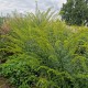 Rykštenė 'Dennis Strange'