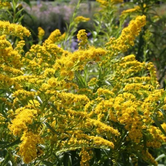 Rykštenė ‘Goldene Wellen’