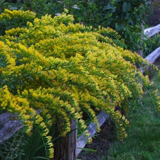 Rykštenė 'Solar Cascade' 