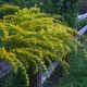 Rykštenė 'Solar Cascade' 