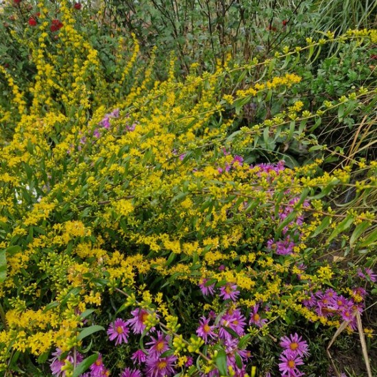Rykštenė (Solidago caesia)