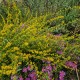 Rykštenė (Solidago caesia)