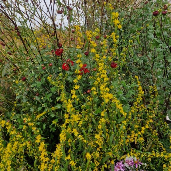 Rykštenė (Solidago caesia)