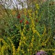 Rykštenė (Solidago caesia)