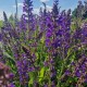 Šalavijas 'Midnight Model'