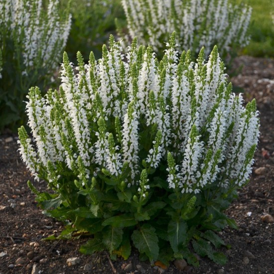 Salvia nemorosa 'Bumblesnow'
