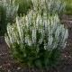 Salvia nemorosa 'Bumblesnow'