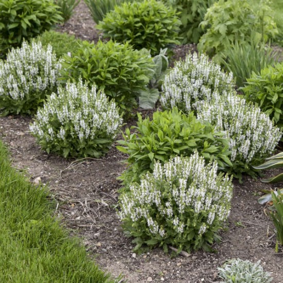 Salvia nemorosa 'Bumblesnow'