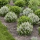 Salvia nemorosa 'Bumblesnow'
