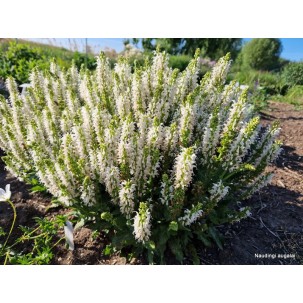 Gojinis šalavijas 'Bumblesnow' 
