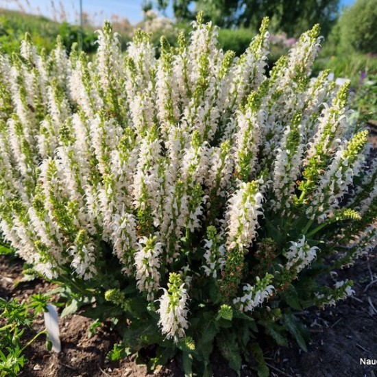 Salvia nemorosa 'Bumblesnow'