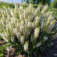 Salvia nemorosa 'Bumblesnow'