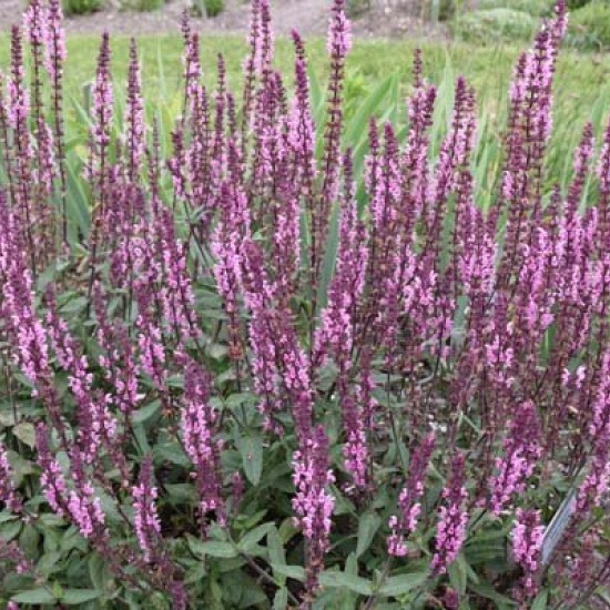 Gojinis šalavijas ‘Caradonna Pink’