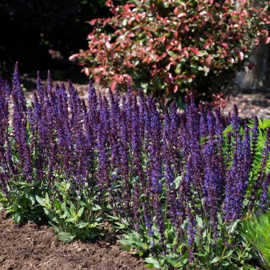 Gojinis šalavijas 'Salvatore Blue'