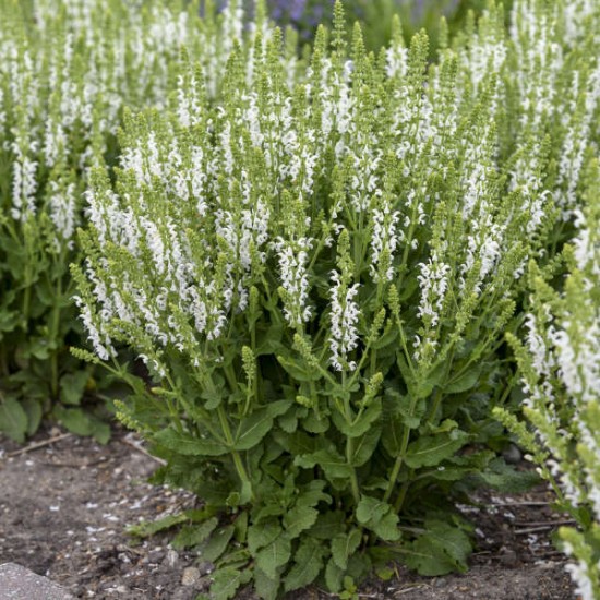 Gojinis šalavijas ‘Sensation White’