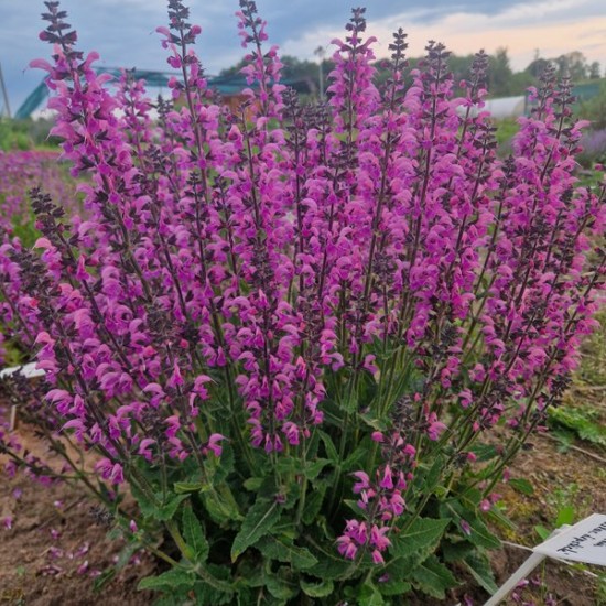 Pievinis šalavijas 'Lilac Lipstick'