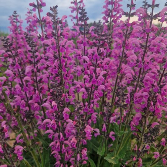 Pievinis šalavijas 'Lilac Lipstick'