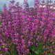 Pievinis šalavijas 'Lilac Lipstick'
