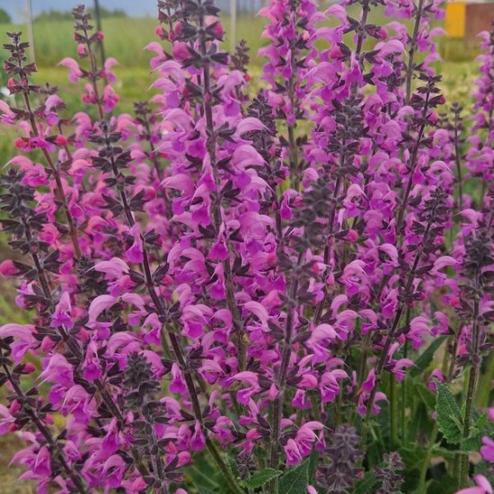 Pievinis šalavijas 'Lilac Lipstick'