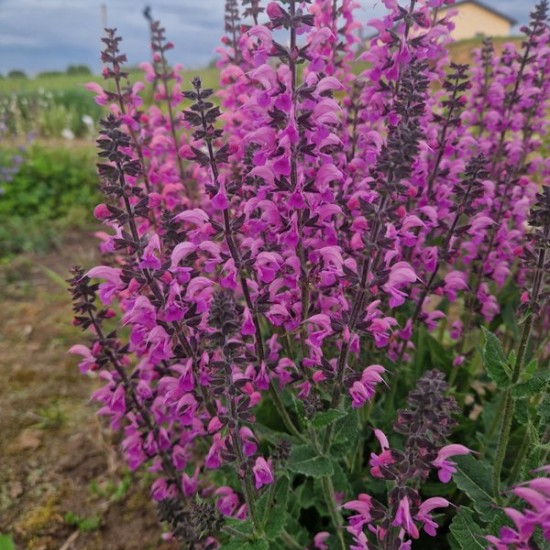 Pievinis šalavijas 'Lilac Lipstick'