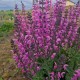 Pievinis šalavijas 'Lilac Lipstick'