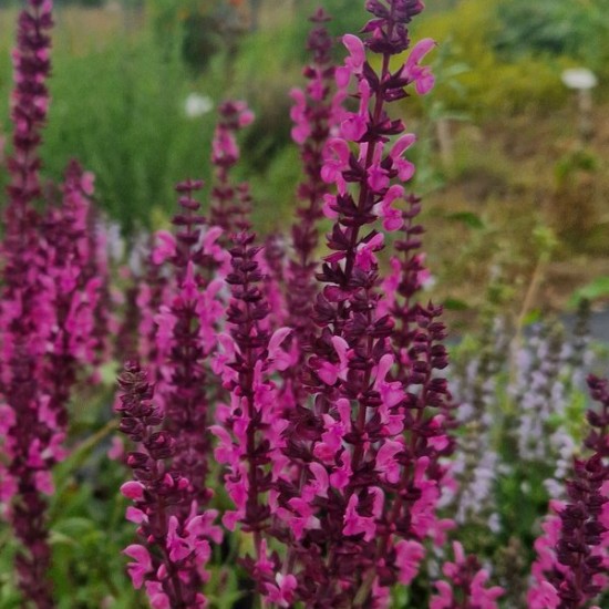Gojinis šalavijas 'Sensation Deep Rose'