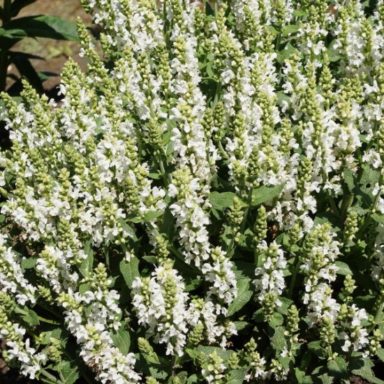 Gojinis šalavijas ‘Sensation White’