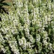 Gojinis šalavijas ‘Sensation White’