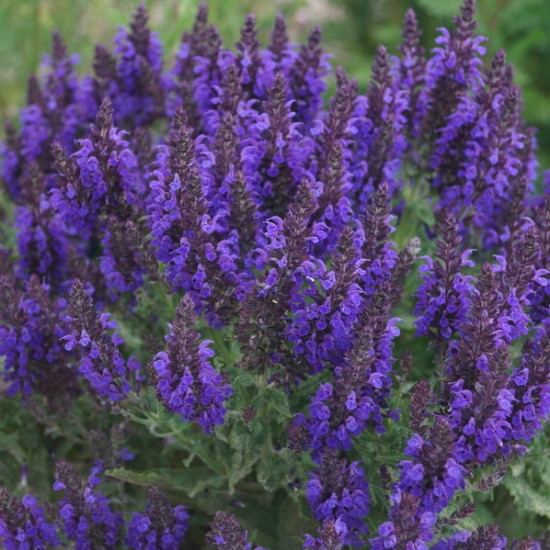 Gojinis šalavijas ‘Marcus’