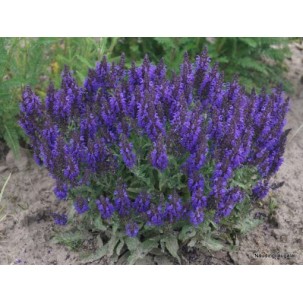 Gojinis šalavijas ‘Marcus’