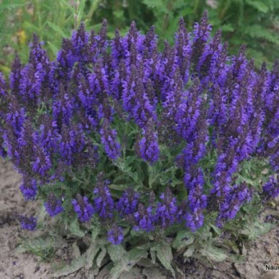Gojinis šalavijas ‘Marcus’