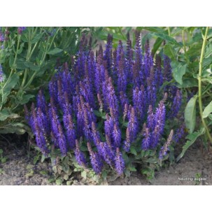 Gojinis šalavijas ‘Sensation Deep Blue’
