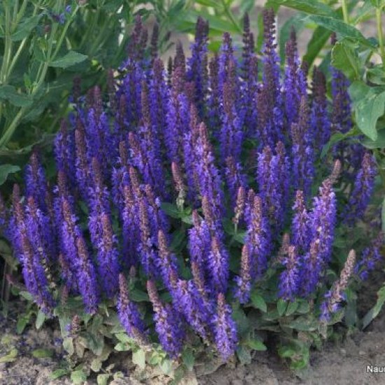 Gojinis šalavijas ‘Sensation Deep Blue’
