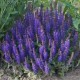 Gojinis šalavijas ‘Sensation Deep Blue’