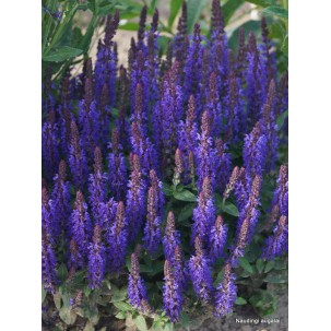 Gojinis šalavijas ‘Sensation Deep Blue’