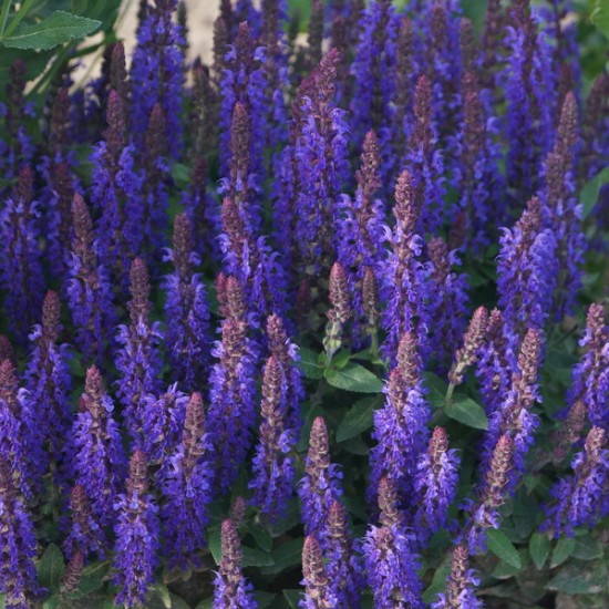Gojinis šalavijas ‘Sensation Deep Blue’