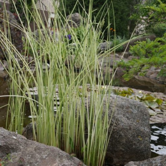 Meldas ‘Albescens’ 