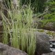 Meldas ‘Albescens’ 