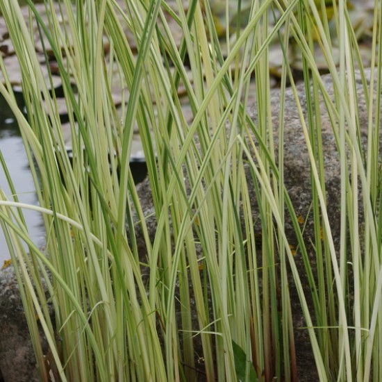 Meldas ‘Albescens’ 
