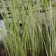 Meldas ‘Albescens’ 